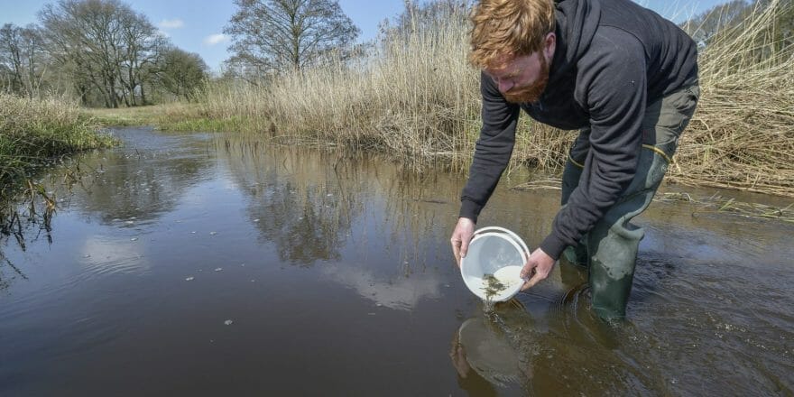 vissen verbinding waddenzee lauwersmeer zeeforel