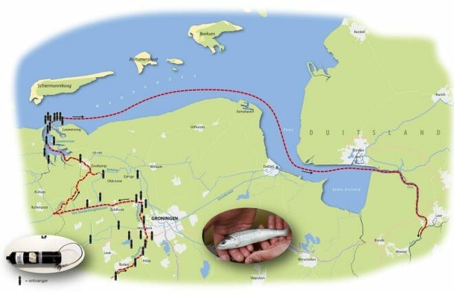 zeeforel vissen verbinding waddenzee lauwersmeer