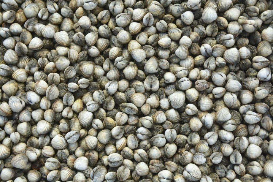 Kokkels