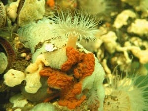 Voorbeeld van rijke onderwaternatuur: een schelpdierbank met slingerzakpijpen en zee-anjelier.