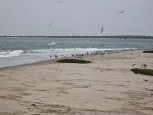 Heilige ibissen op het strand van Imbone - foto A. Brenninkmeijer