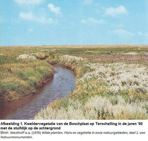 Kweldervegetatie in de jaren 60 Foto: Chiel Westra