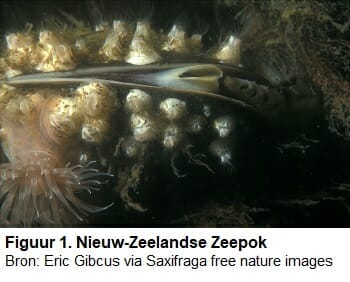 Nieuw-Zeelandse Zeepok