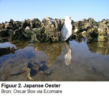 Japanse oester 