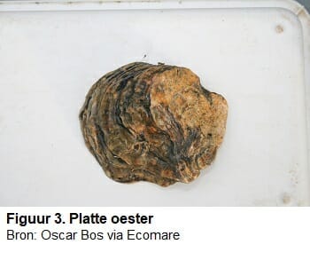 Platte oester 