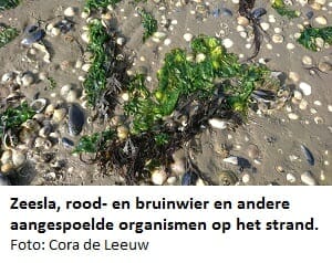 Zeesla en roodwier Zeesla en roodwier