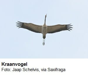Kraanvogel Kraanvogel