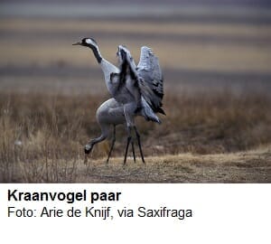Kraanvogel paar Kraanvogel paar