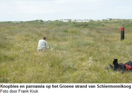 Knopbies en parnassia Knopbies en parnassia