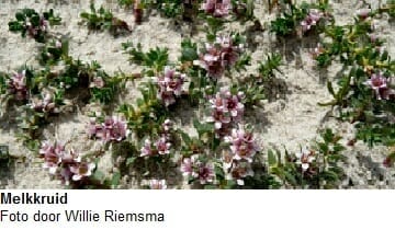 Melkkruid Melkkruid