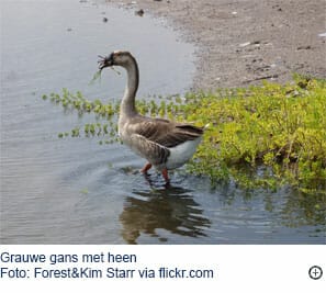 Grauwe gans met heen
