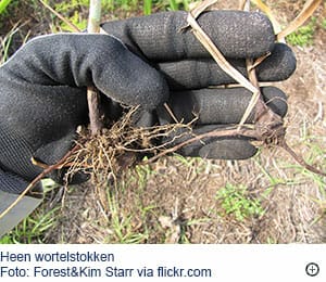 Wortelstok heen