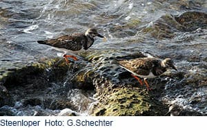 steenlopers Steenlopers