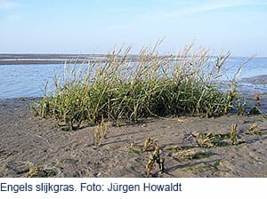 Engels slijkgras Engels slijkgras