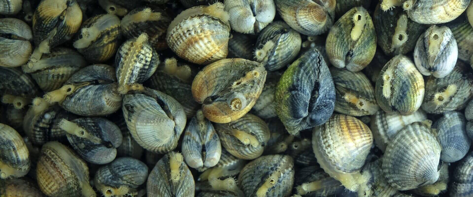 strandbingo schelpen