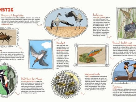 dierenkunstjes in tekst en beeld