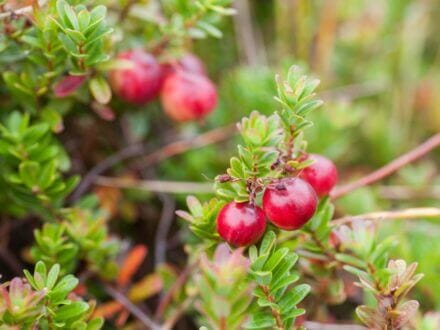 Cranberry